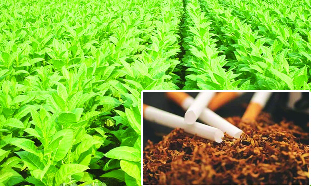 তামাকের রাজনীতি, রাজনীতিতে তামাক