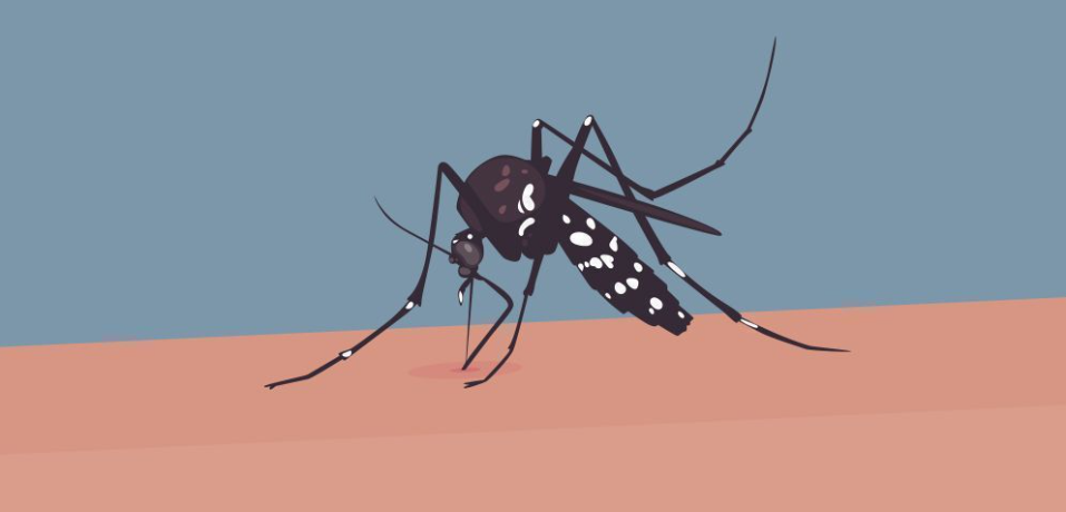 ডেঙ্গুতে ২৪ ঘণ্টায় ১২ জনের মৃত্যু