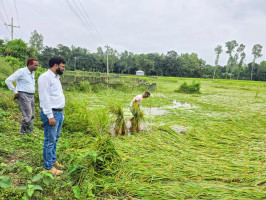 সারিয়াকান্দিতে বৃষ্টিতে ফসলের ব্যাপক ক্ষতি